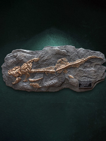 Wonders of the Wild Dunkleosteus Fossil Replica Gallery Image 2