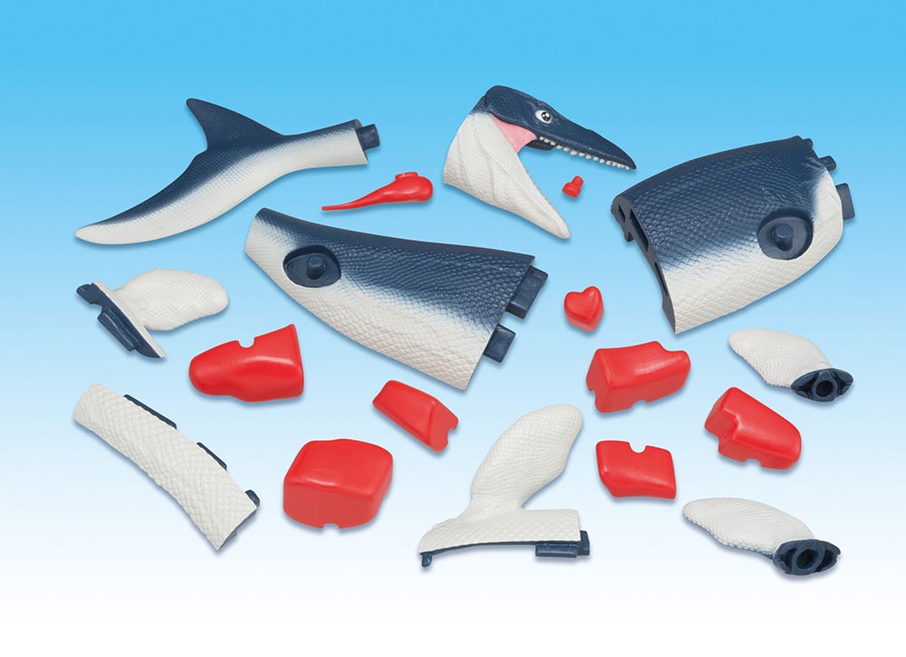 Mosasaurus Kaitai Puzzle Gallery Image 3