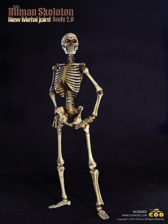 1/6 Scale Human Skeleton Body 2.0 (New Metal Joint) Gallery Image 9
