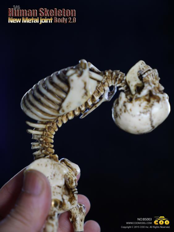 1/6 Scale Human Skeleton Body 2.0 (New Metal Joint) Gallery Image 11