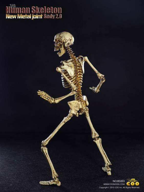 1/6 Scale Human Skeleton Body 2.0 (New Metal Joint) Gallery Image 5