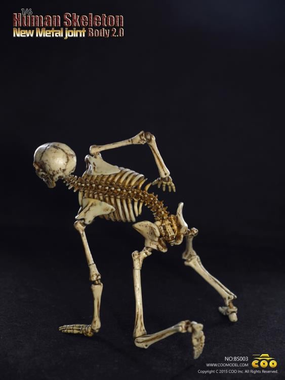 1/6 Scale Human Skeleton Body 2.0 (New Metal Joint) Gallery Image 8