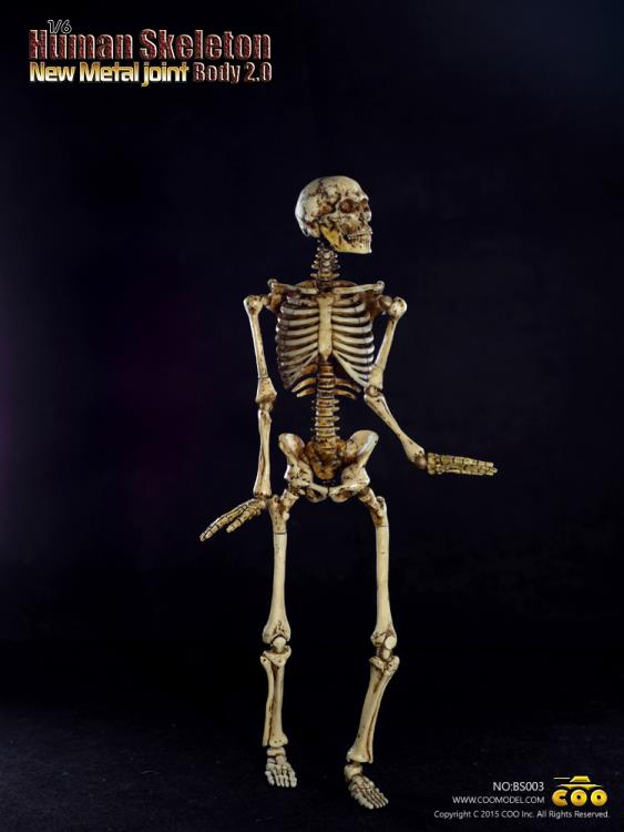 1/6 Scale Human Skeleton Body 2.0 (New Metal Joint) Gallery Image 3