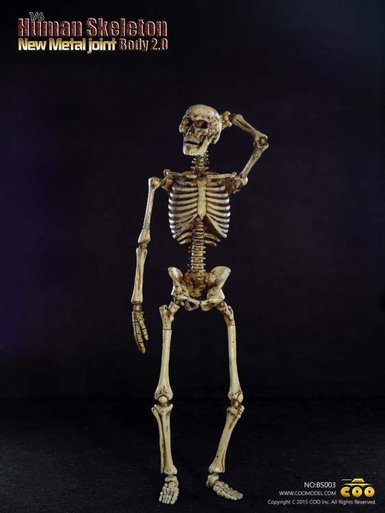 1/6 Scale Human Skeleton Body 2.0 (New Metal Joint) Gallery Image 6