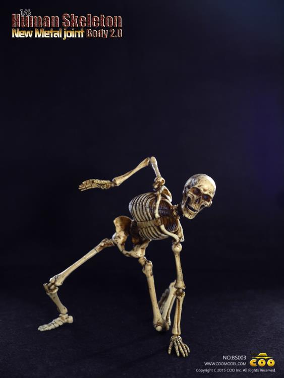 1/6 Scale Human Skeleton Body 2.0 (New Metal Joint) Gallery Image 7