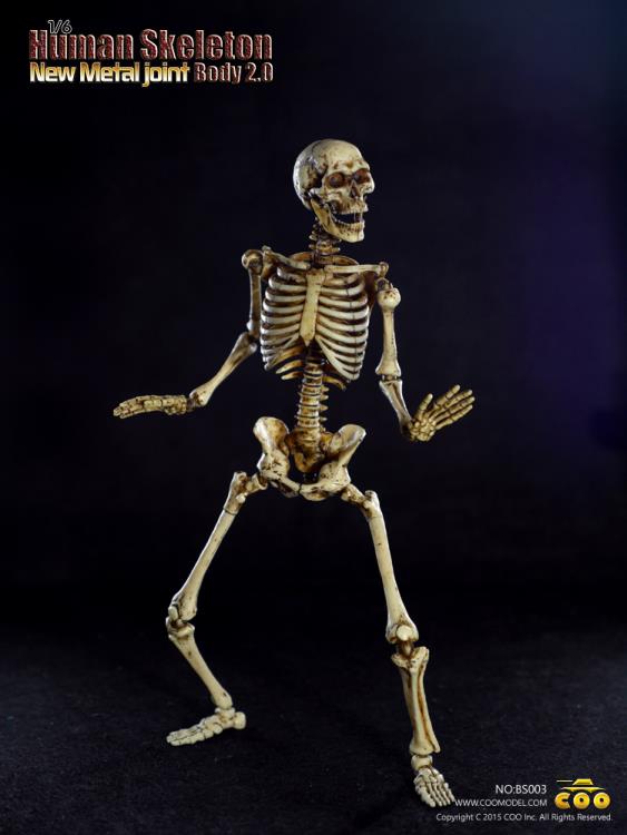 1/6 Scale Human Skeleton Body 2.0 (New Metal Joint) Gallery Image 4