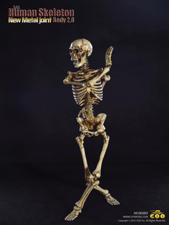 1/6 Scale Human Skeleton Body 2.0 (New Metal Joint) Gallery Image 10
