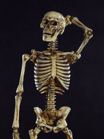 1/6 Scale Human Skeleton Body 2.0 (New Metal Joint) Gallery Image 2