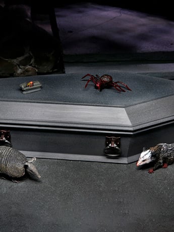 Universal Monsters Dracula Accessory Set Gallery Image 2