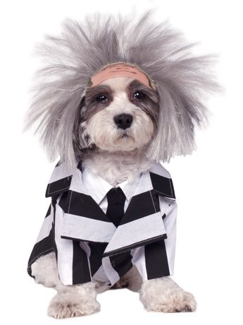 Beetlejuice Pet Costume Gallery Image 2