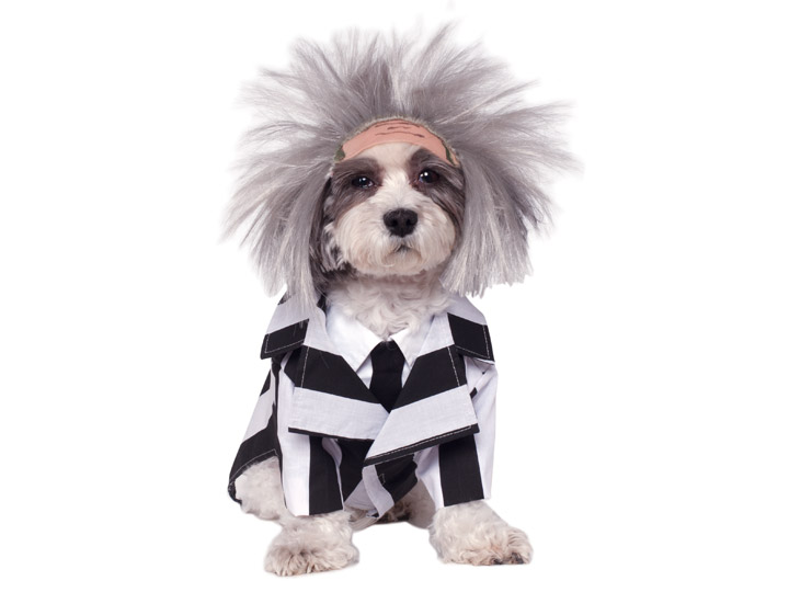 Beetlejuice Pet Costume Gallery Image 1