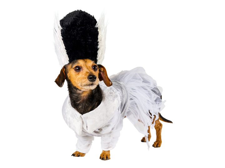Universal Monsters Bride of Frankenstein Pet Costume Gallery Image 1