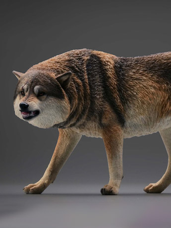 Gray Wolf (Ver. A) 1/6 Scale Figure Gallery Image 2