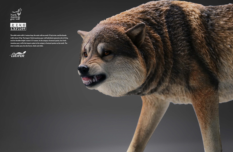 Gray Wolf (Ver. A) 1/6 Scale Figure Gallery Image 4
