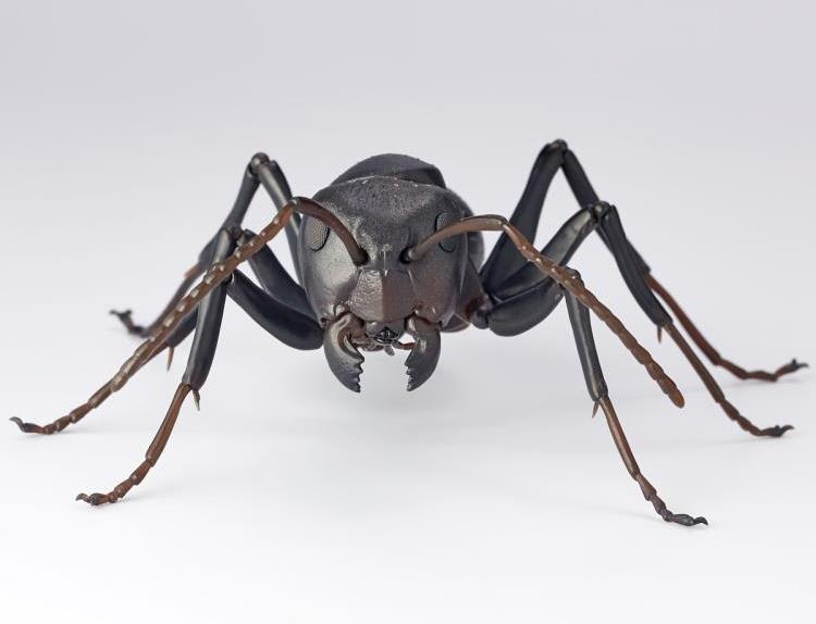 Revoltech RevoGeo RG009 Camponotus japonicus (Japanese Carpenter Ants) Gallery Image 8