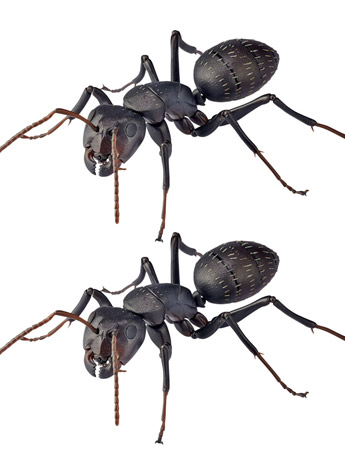 Revoltech RevoGeo RG009 Camponotus japonicus (Japanese Carpenter Ants) Gallery Image 2