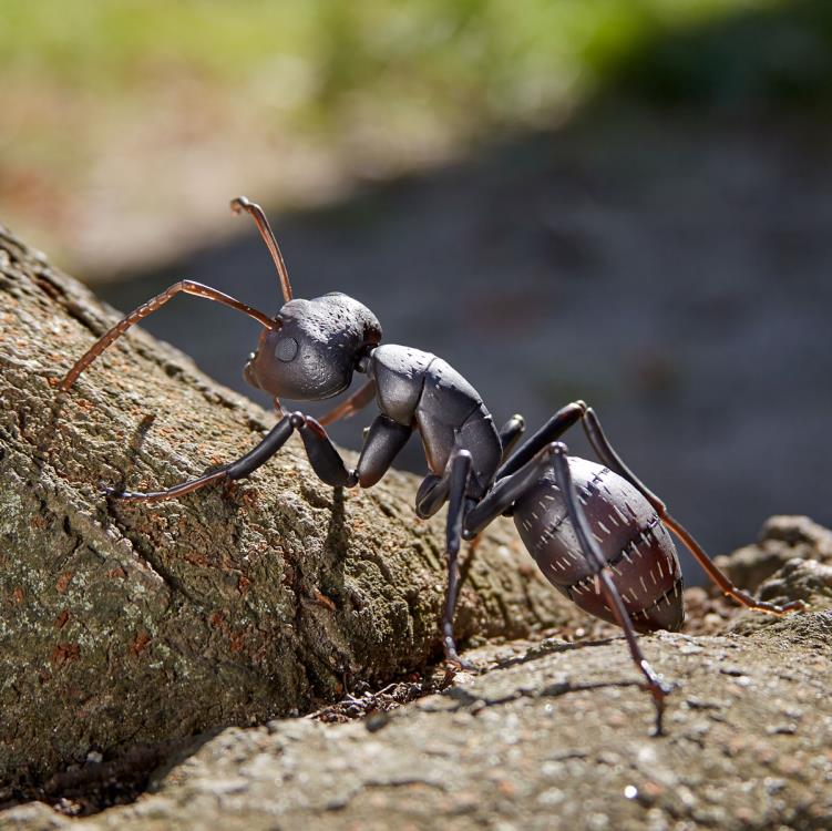 Revoltech RevoGeo RG009 Camponotus japonicus (Japanese Carpenter Ants) Gallery Image 14
