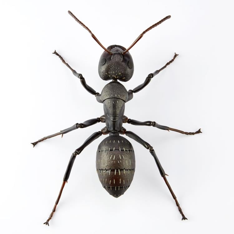 Revoltech RevoGeo RG009 Camponotus japonicus (Japanese Carpenter Ants) Gallery Image 10
