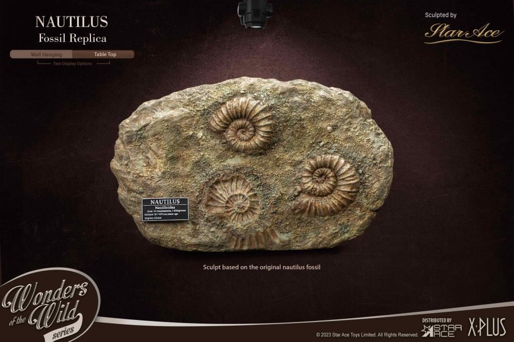 Wonders of the Wild Ammonite (Deluxe Ver.) Miniature Frame & Fossil Replica Set Gallery Image 4