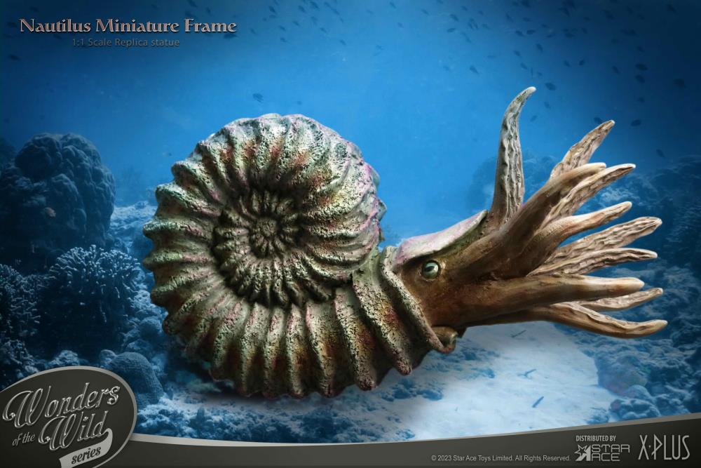Wonders of the Wild Ammonite (Deluxe Ver.) Miniature Frame & Fossil Replica Set Gallery Image 8