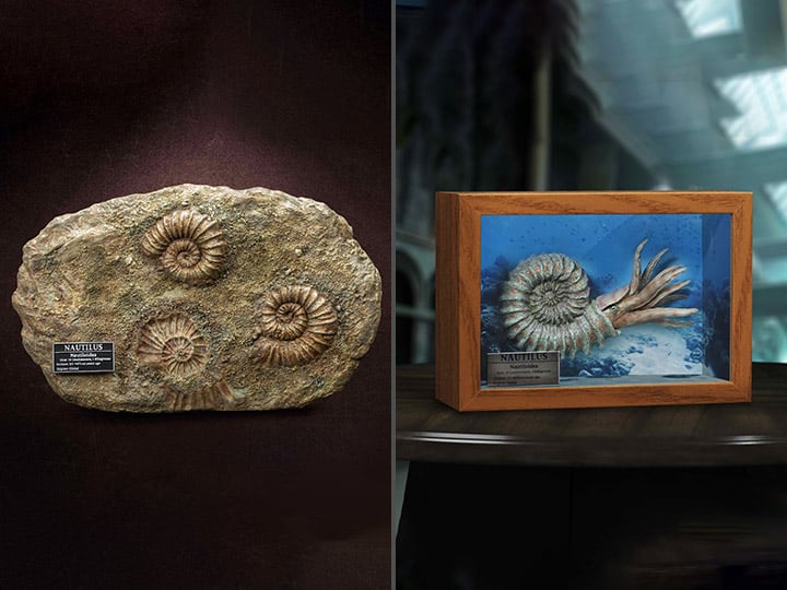 Wonders of the Wild Ammonite (Deluxe Ver.) Miniature Frame & Fossil Replica Set Gallery Image 1