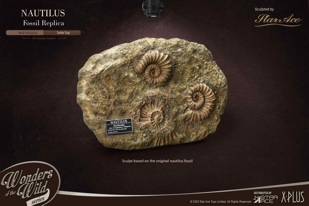 Wonders of the Wild Ammonite (Deluxe Ver.) Miniature Frame & Fossil Replica Set Gallery Image 5