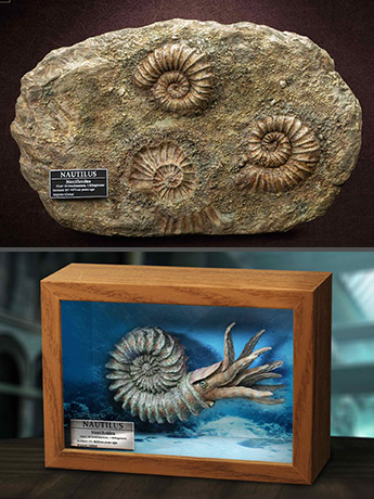 Wonders of the Wild Ammonite (Deluxe Ver.) Miniature Frame & Fossil Replica Set Gallery Image 2