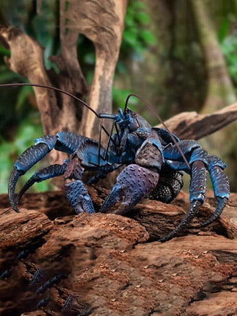 The Diversity of Life on Earth Coconut Crab Exclusive Figure