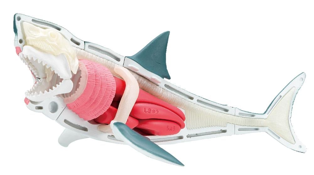 Great White Shark Kaitai Puzzle Gallery Image 4