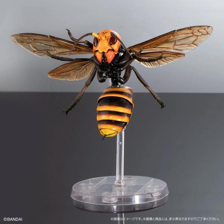 Insect.happy　標本箱A2サイズ黒2セット The Diversity of Life on Earth Advanced Wasp Vol.2 Exclusive