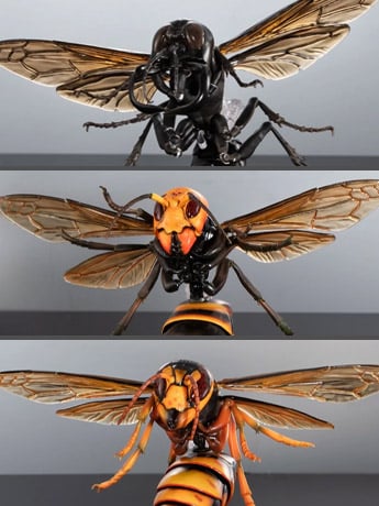 The Diversity of Life on Earth Advanced Wasp Vol.2 Exclusive