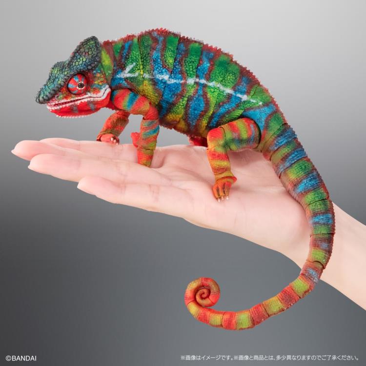 The Diversity of Life on Earth Panther Chameleon (Ambilobe Green