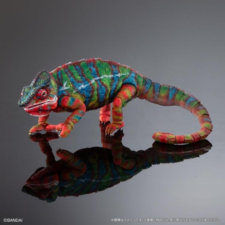 The Diversity of Life on Earth Panther Chameleon (Ambilobe Green