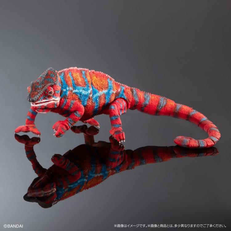 The Diversity of Life on Earth Panther Chameleon (Ambilobe Red Ver