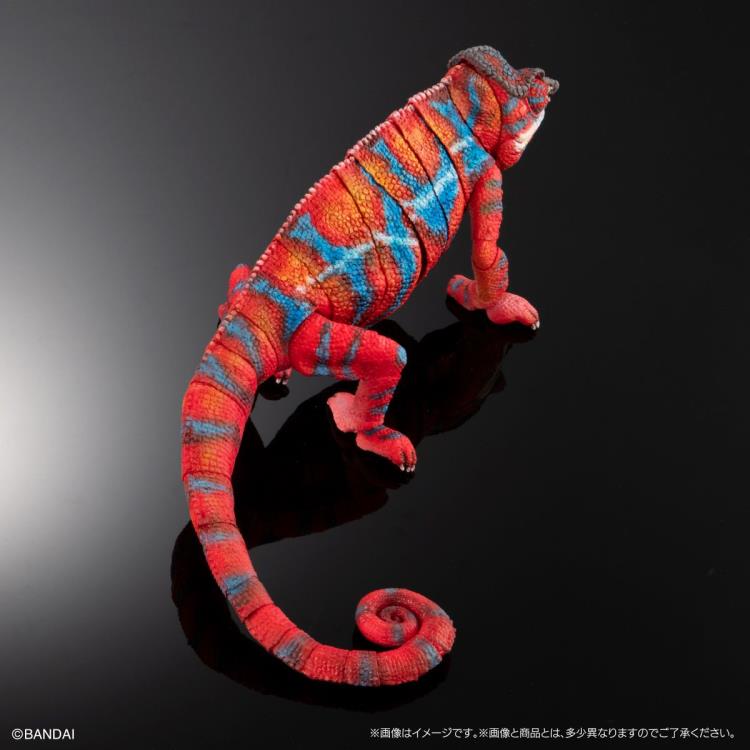 The Diversity of Life on Earth Panther Chameleon (Ambilobe Red Ver