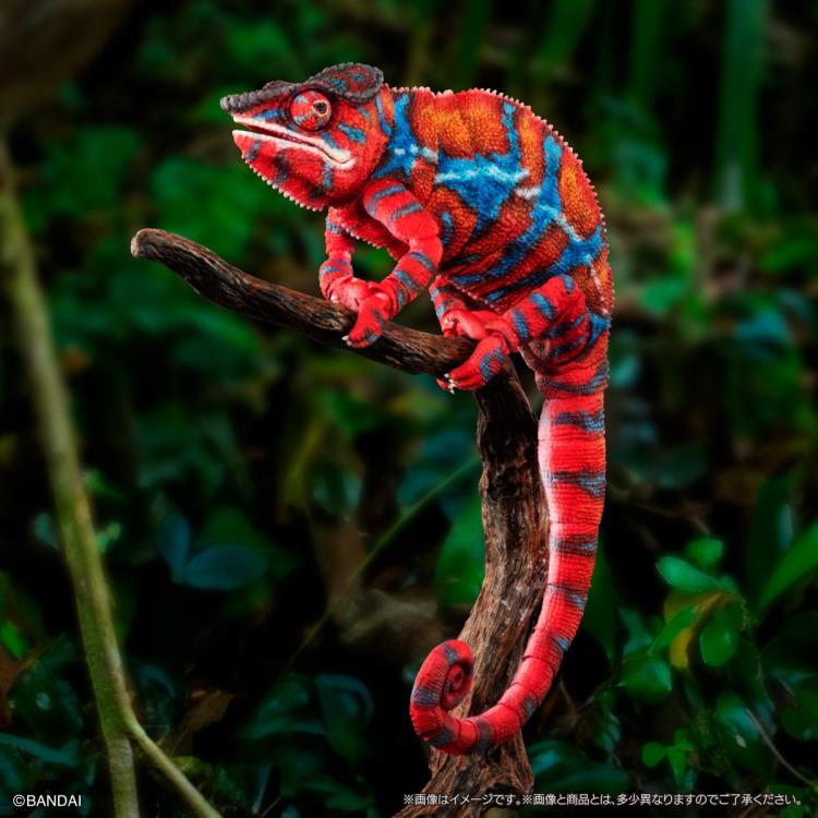 トップス ARCHIVE LIFE WORLD WIDE xameleon The Diversity of Life on Earth Panther Chameleon (Ambilobe Red Ver