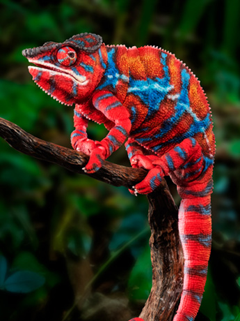 トップス ARCHIVE LIFE WORLD WIDE xameleon The Diversity of Life on Earth Panther Chameleon (Ambilobe Red Ver