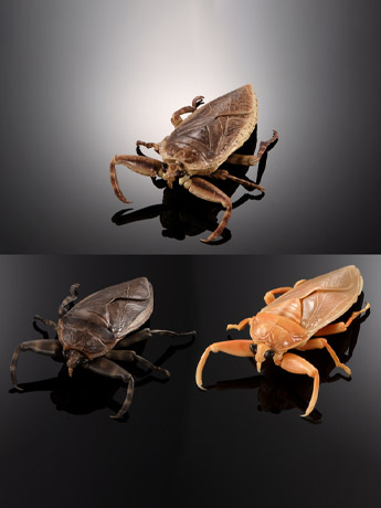 The Diversity of Life on Earth Advanced Giant Water Bug Exclusive