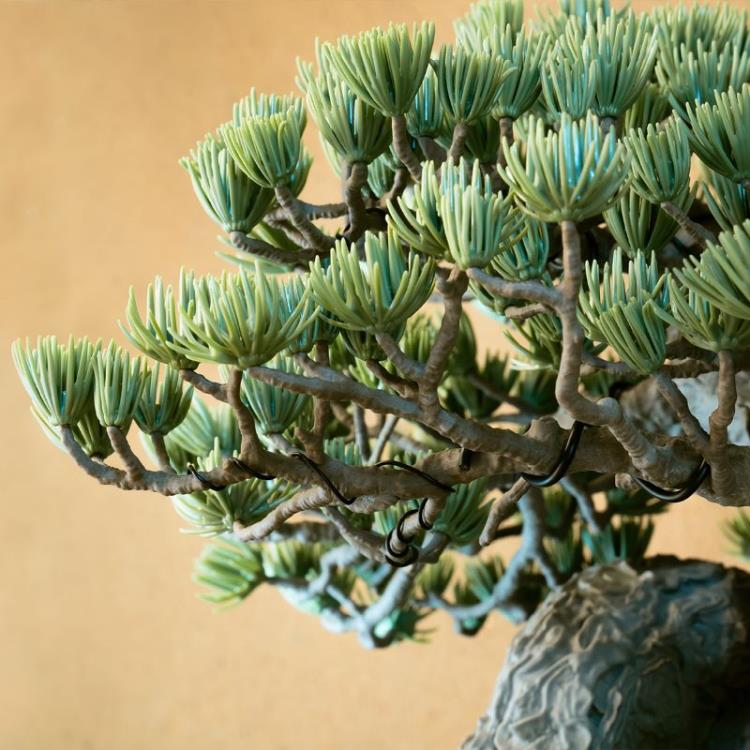 NEIGHBORHOOD SRL x Bandai Spirits Bonsai Model Kit