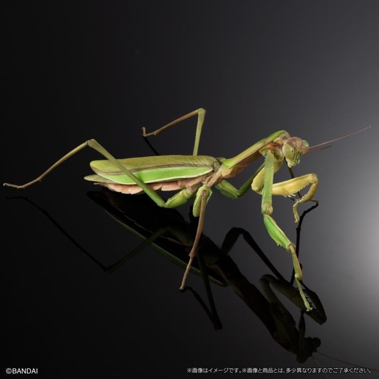 The Diversity of Life on Earth Giant Mantis & Longheaded