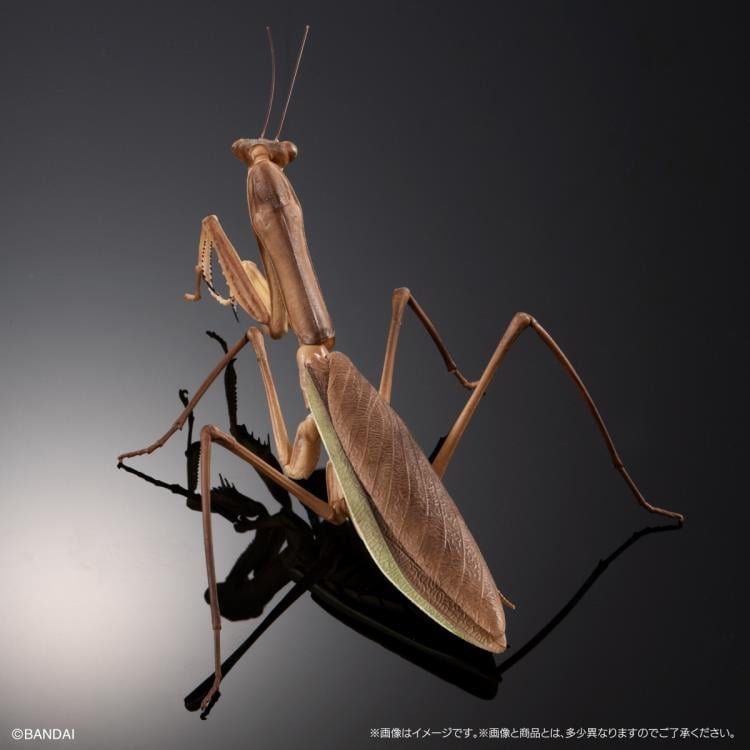 The Diversity of Life on Earth Giant Mantis & Longheaded