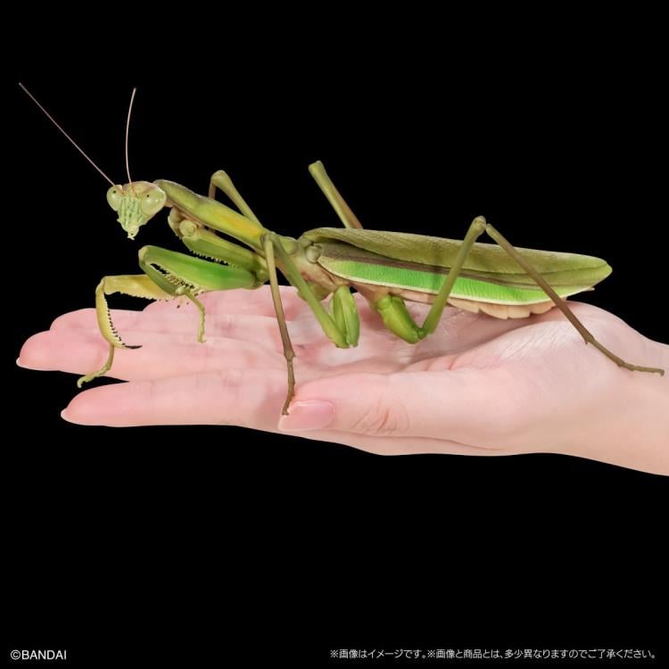 BANDAI - マンティス The Diversity of Life on Earth Giant Mantis & Longheaded