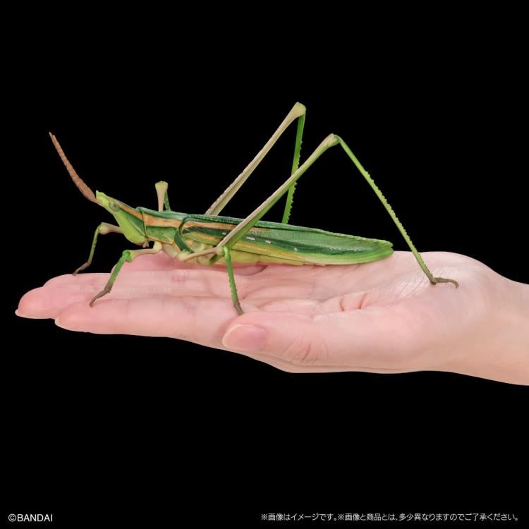 The Diversity of Life on Earth Giant Mantis & Longheaded
