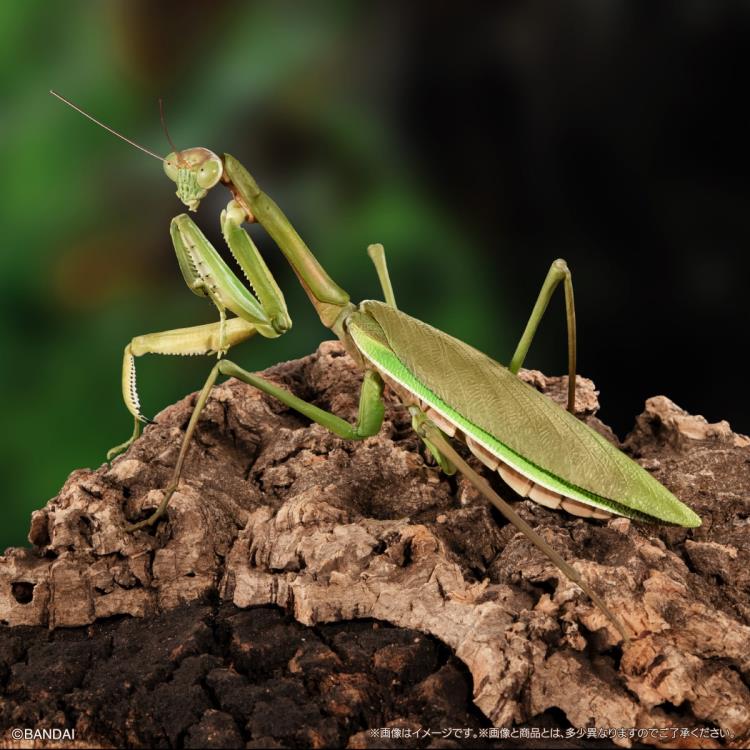 The Diversity of Life on Earth Giant Mantis & Longheaded