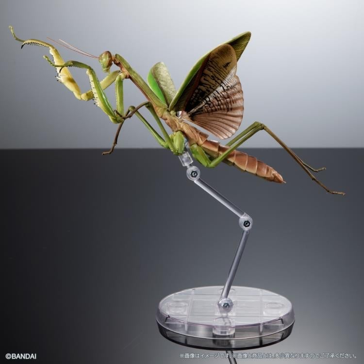 The Diversity of Life on Earth Giant Mantis & Longheaded