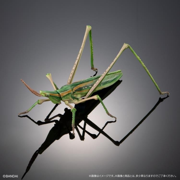 The Diversity of Life on Earth Giant Mantis & Longheaded