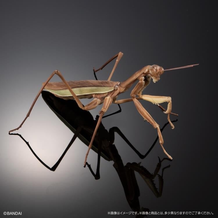 The Diversity of Life on Earth Giant Mantis & Longheaded