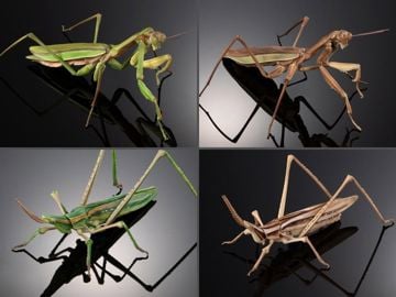 The Diversity of Life on Earth Giant Mantis & Longheaded