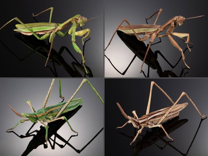 The Diversity of Life on Earth Giant Mantis & Longheaded