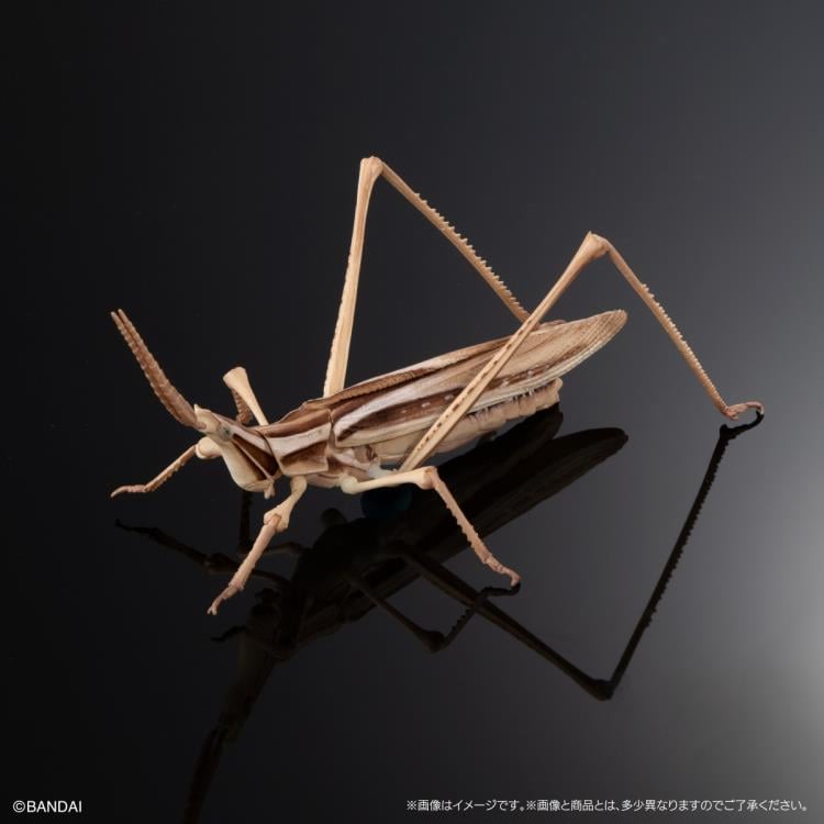 The Diversity of Life on Earth Giant Mantis & Longheaded